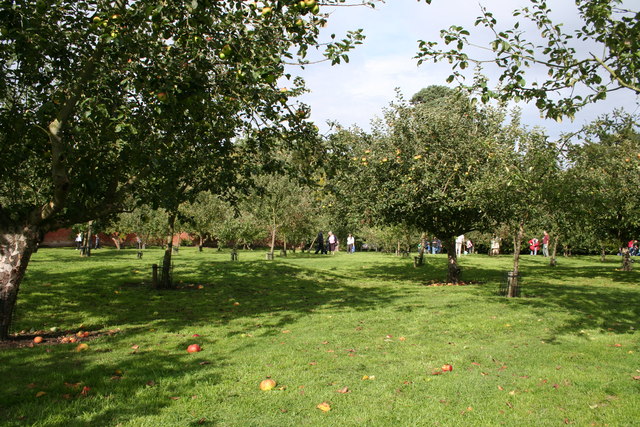 Orchard in Herefordshire