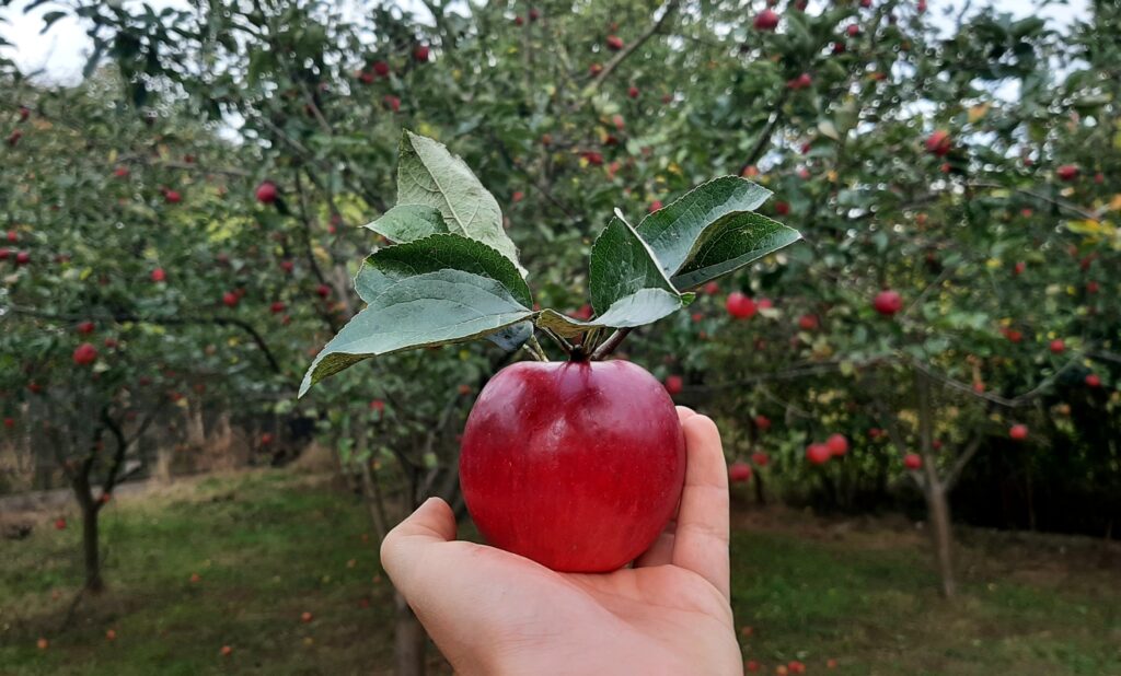 local sourcing of apples