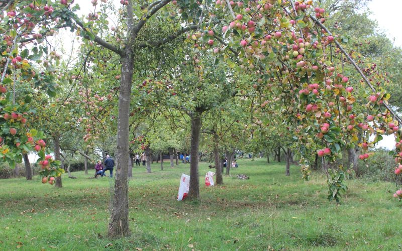 Apple and perry orchard