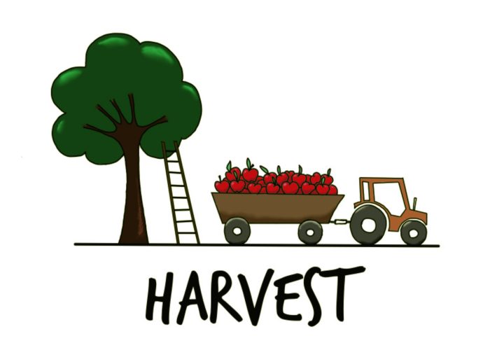 How cider is Made - 1. Harvest