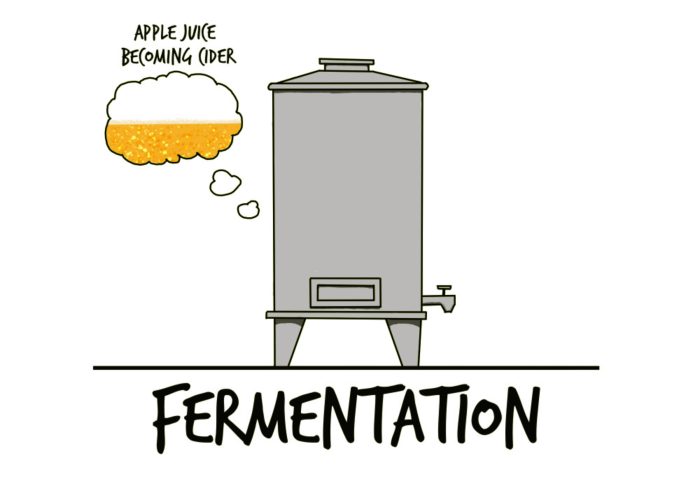 How cider is made - 4 Fermentation